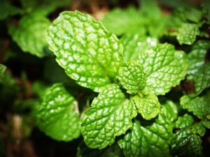 Peppermint is good for balancing the heart chakra